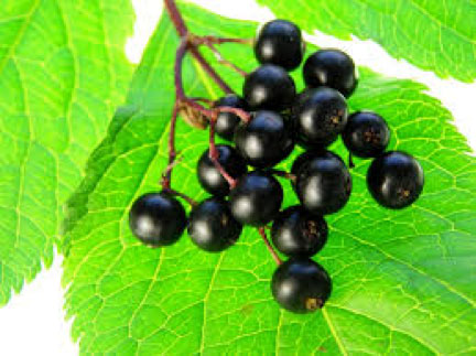 elderberries