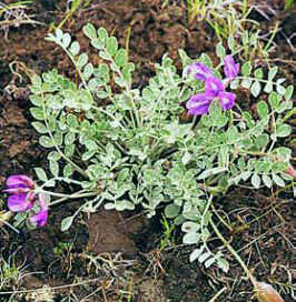 astragalus