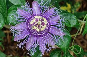 passionflower