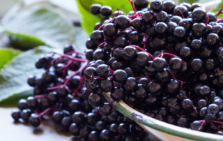 elderberry