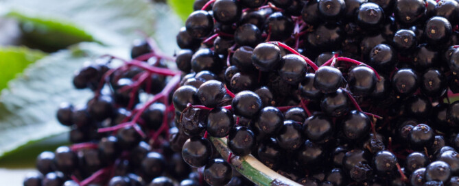 elderberry