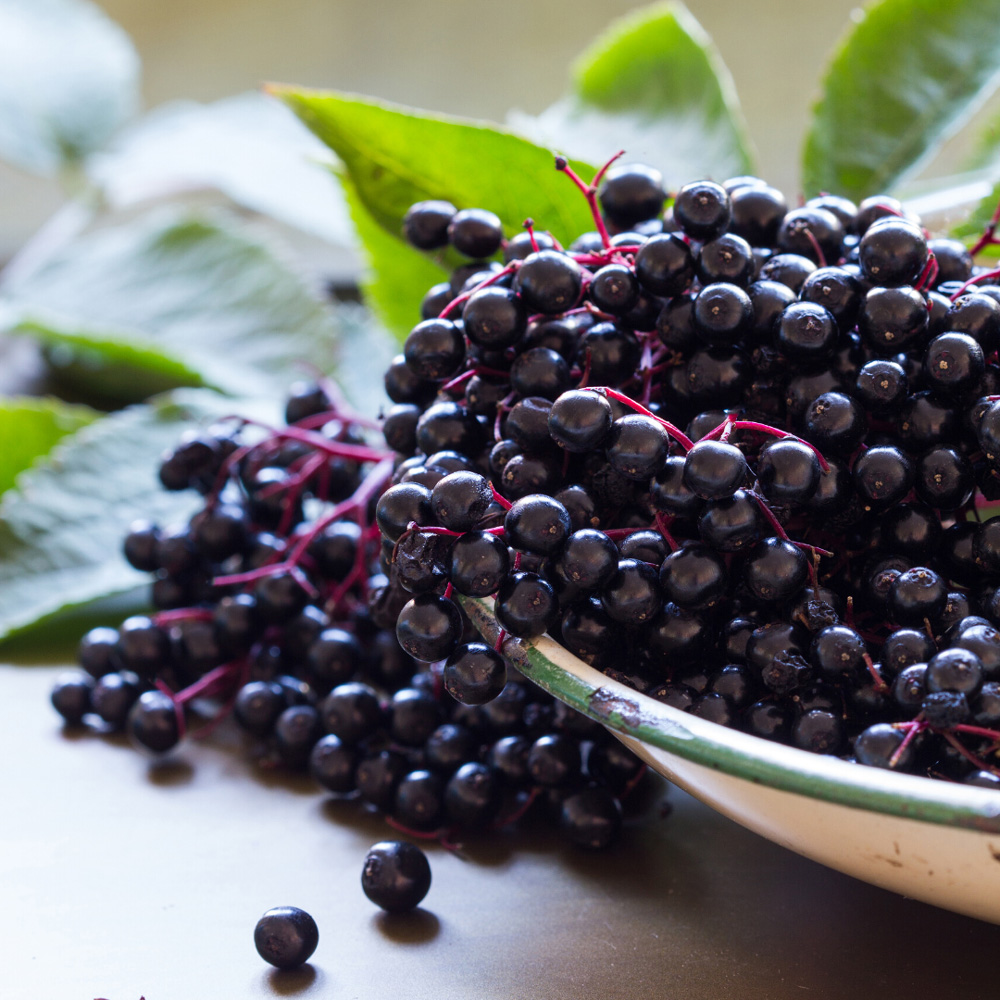 elderberry