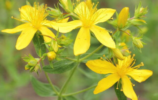 hypericum st. john's wort