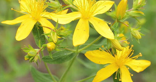 hypericum st. john's wort