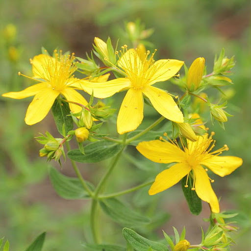 hypericum st. john's wort