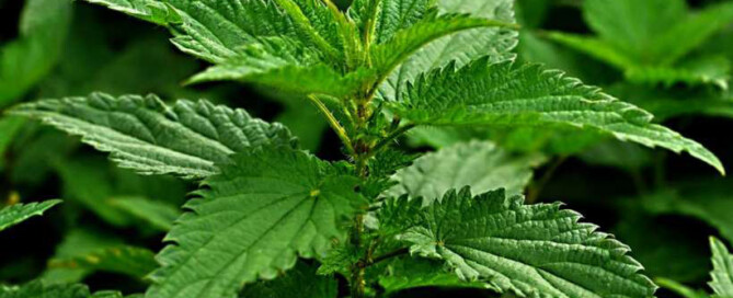 stinging nettles