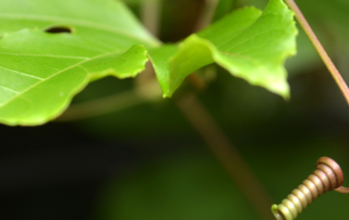 A natural leaf in the forest, representing GI conditions like IBS and SIBO