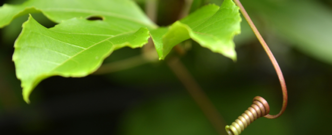 A natural leaf in the forest, representing GI conditions like IBS and SIBO