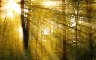 A forest with light shining through, representing a guide to colorectal cancer and colon cancer naturopathic treatments