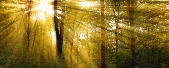 A forest with light shining through, representing a guide to colorectal cancer and colon cancer naturopathic treatments