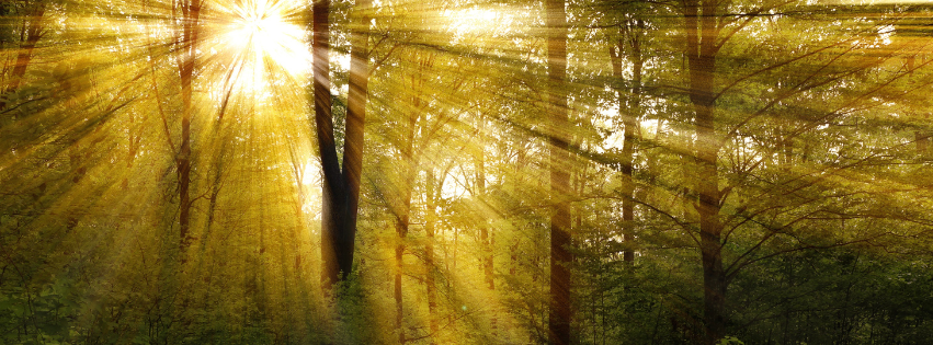 A forest with light shining through, representing a guide to colorectal cancer and colon cancer naturopathic treatments