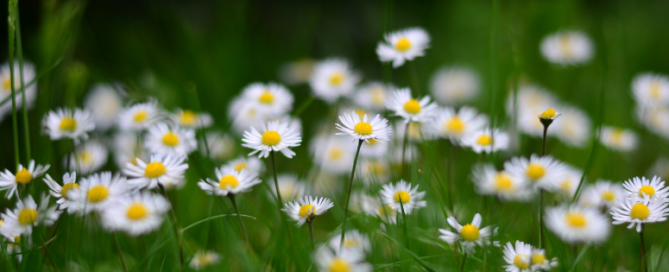 a field of flowers holistic herbs signifying naturopathic treatment options for iron deficiency