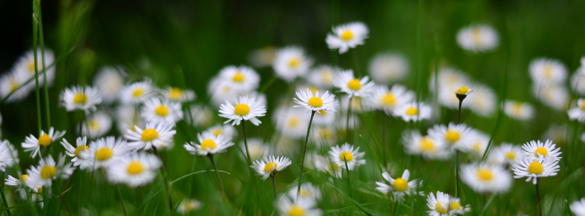 a field of flowers holistic herbs signifying naturopathic things you can try to help with iron deficiency